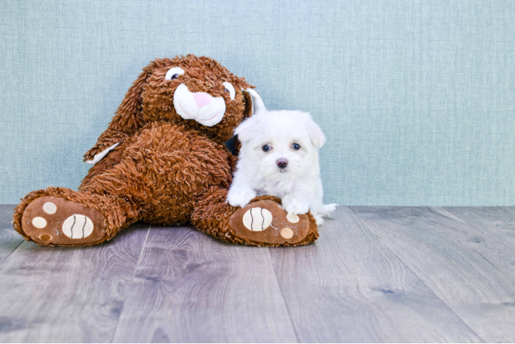 Energetic Maltese Poodle Poodle Mix Puppy