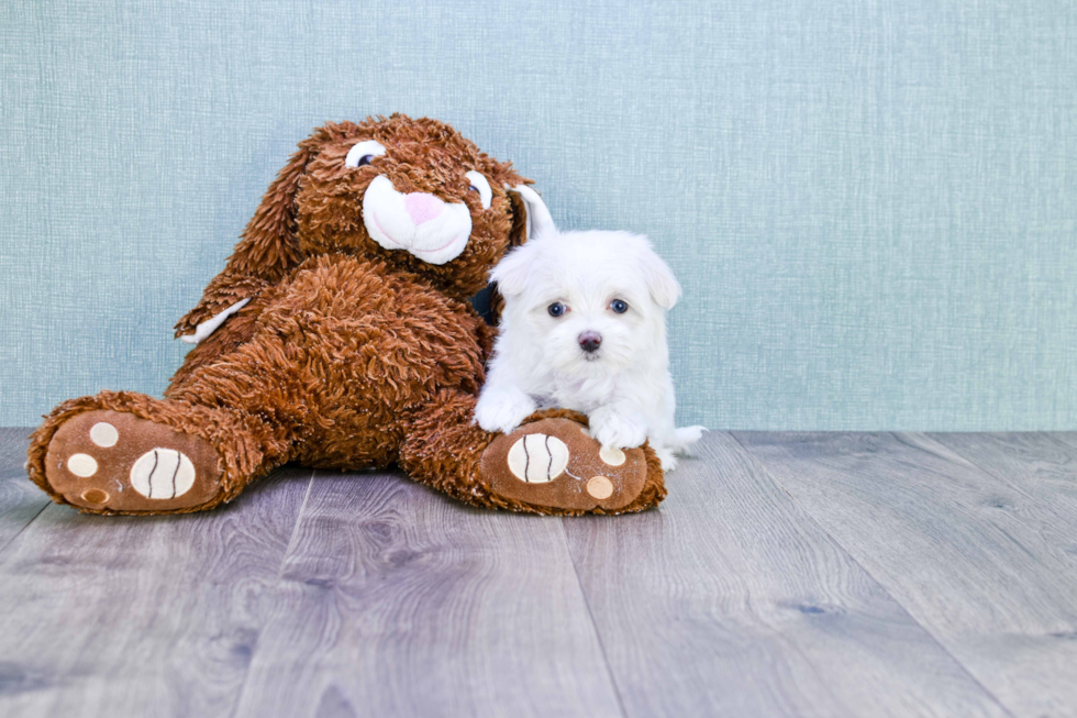 Energetic Maltese Poodle Poodle Mix Puppy