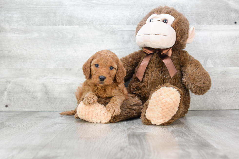 Mini Goldendoodle Pup Being Cute