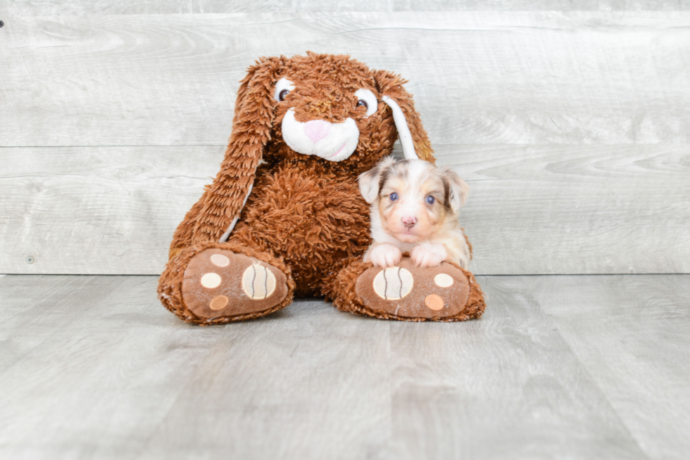 Best Mini Aussiedoodle Baby