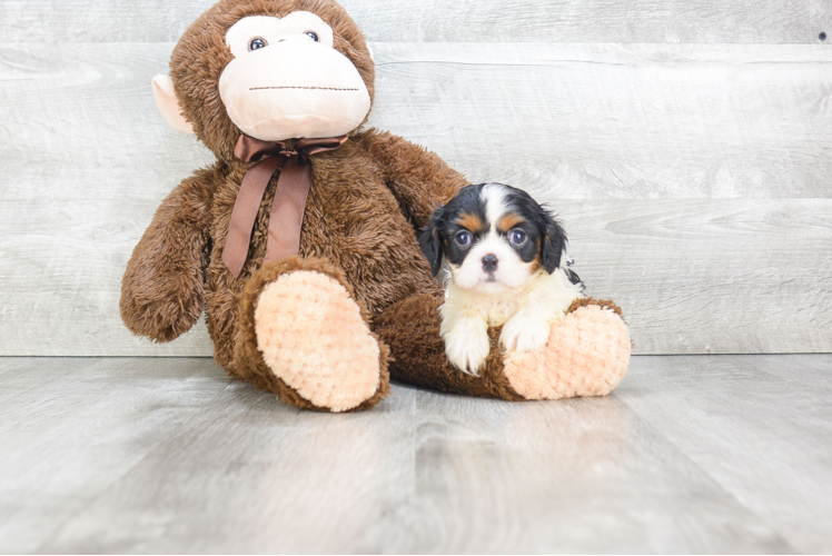 Popular Cavalier King Charles Spaniel Baby