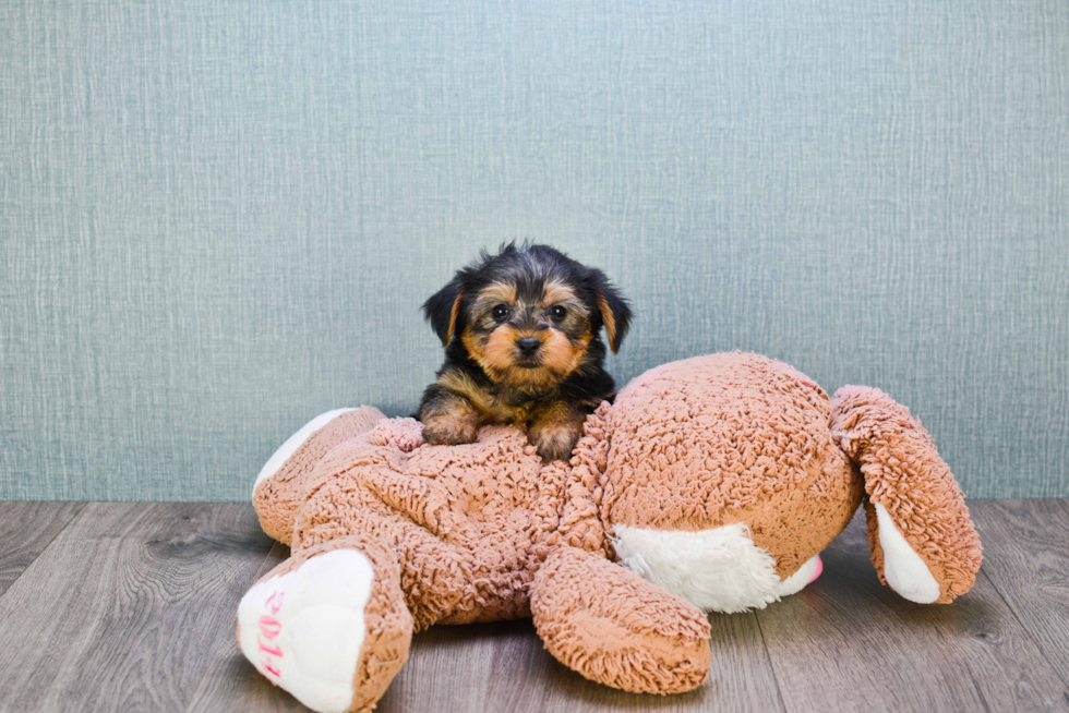 Meet Timmy - our Yorkshire Terrier Puppy Photo 