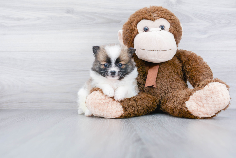 Hypoallergenic Pomeranian Baby