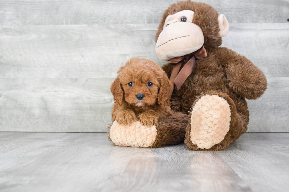 Fluffy Cavapoo Poodle Mix Pup