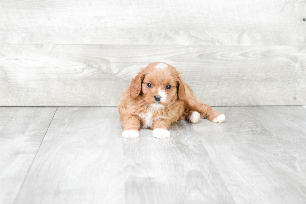 Cavapoo Pup Being Cute