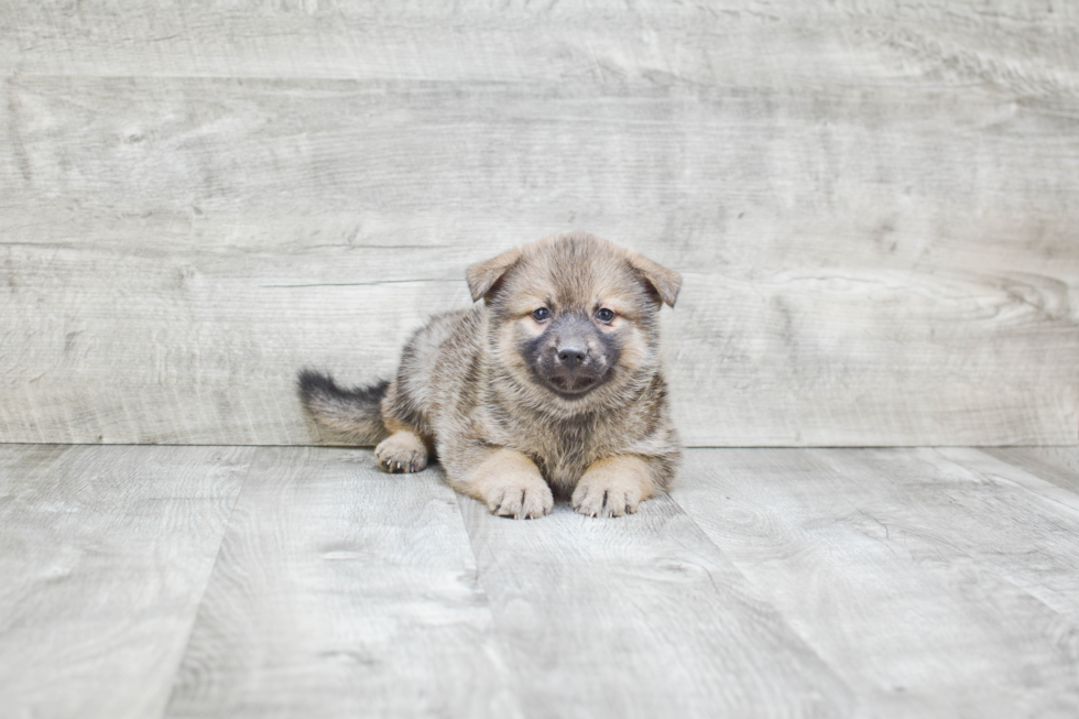 Petite Pomsky Designer Pup