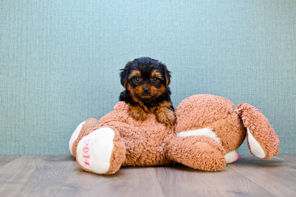 Meet Timmy - our Yorkshire Terrier Puppy Photo 