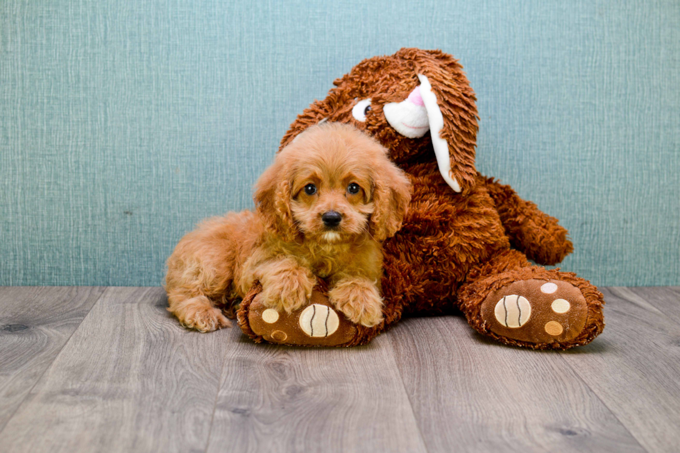 Best Cavapoo Baby