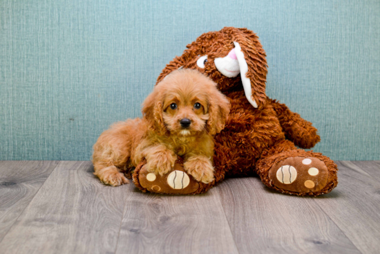 Best Cavapoo Baby