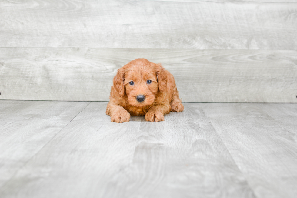 Hypoallergenic Golden Retriever Poodle Mix Puppy