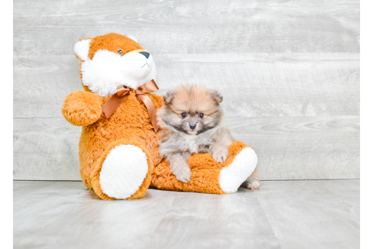 Best Pomeranian Baby