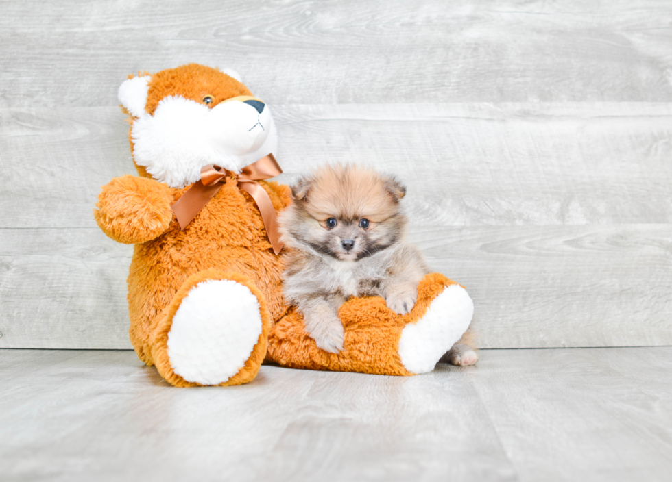 Best Pomeranian Baby