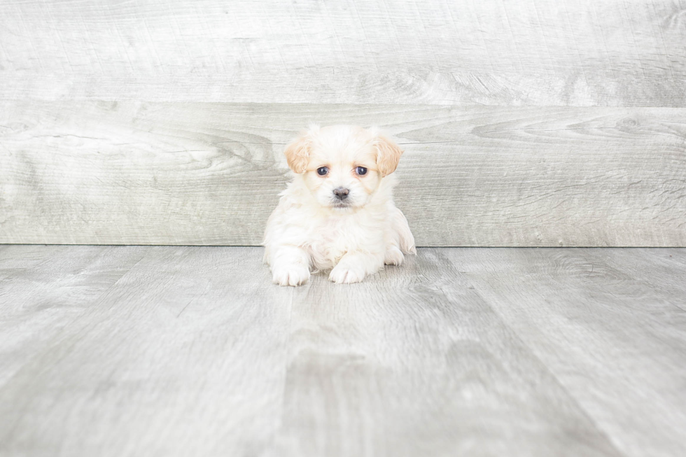 Maltipoo Pup Being Cute