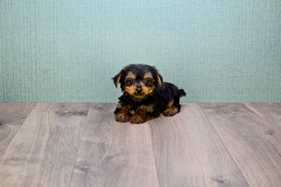 Meet Joey - our Yorkshire Terrier Puppy Photo 