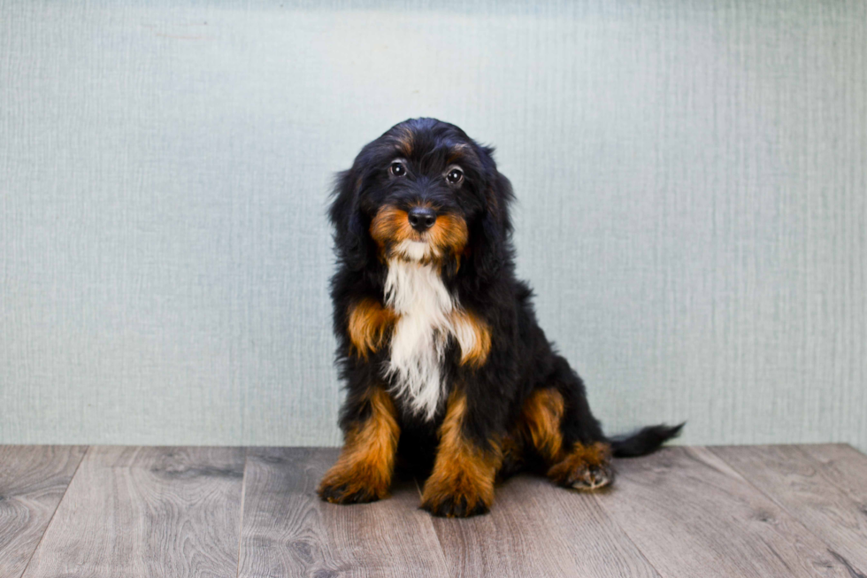 Small Mini Bernedoodle Baby