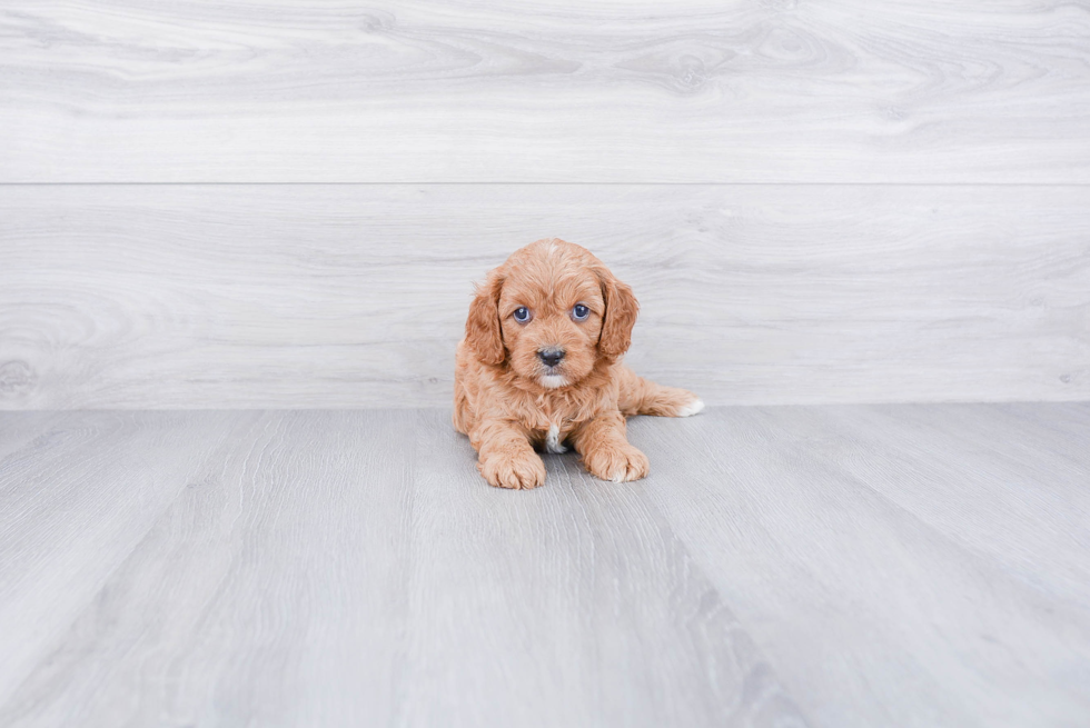 Hypoallergenic Cavoodle Poodle Mix Puppy