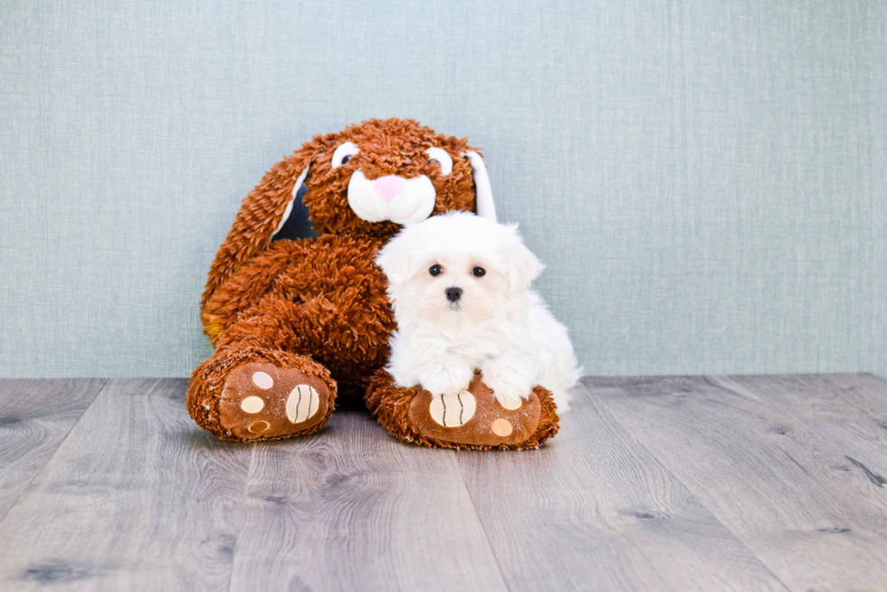 Funny Maltese Baby