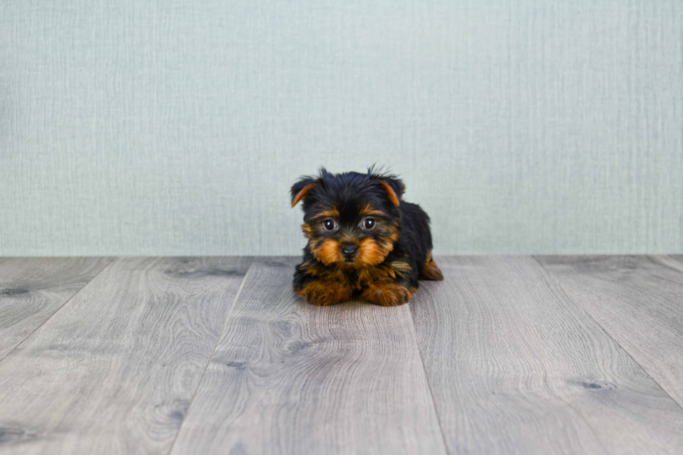 Meet Nugget - our Yorkshire Terrier Puppy Photo 