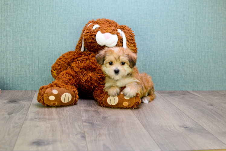 Hypoallergenic Yorkie Designer Puppy