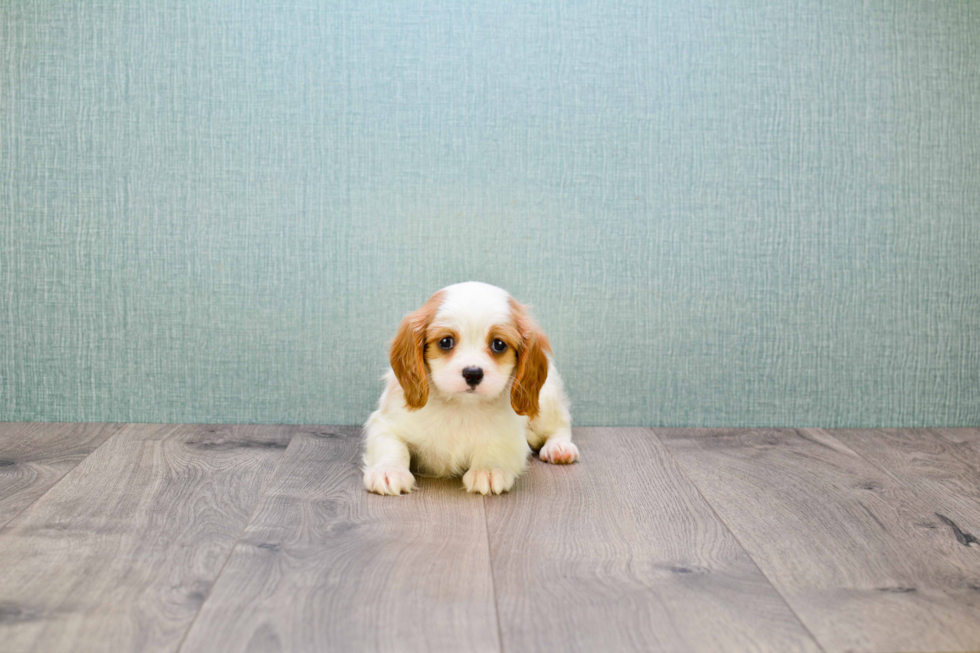 Petite Cavalier King Charles Spaniel Purebred Puppy