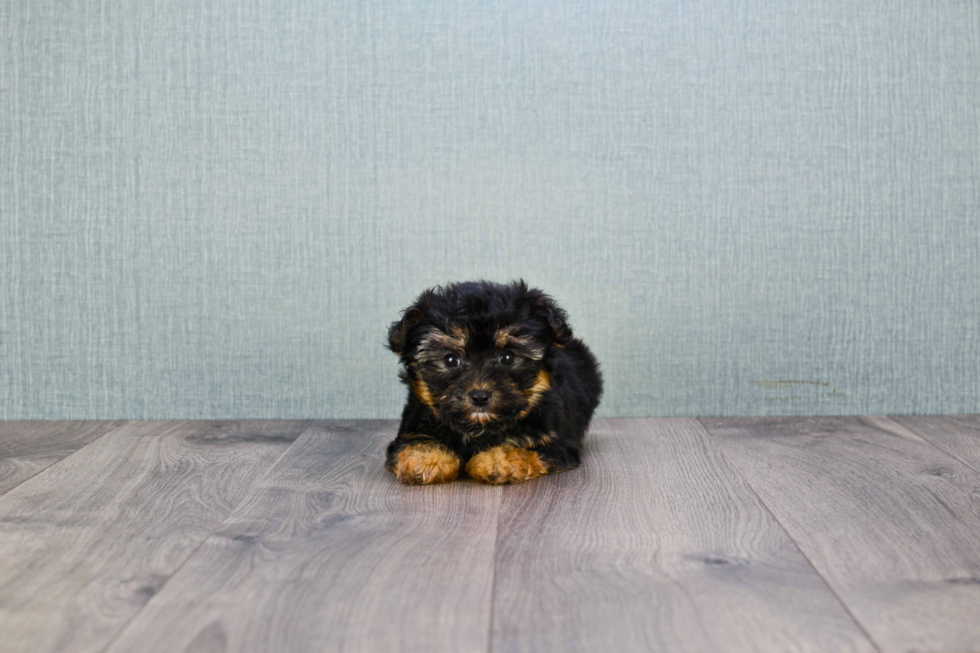 Morkie Puppy for Adoption