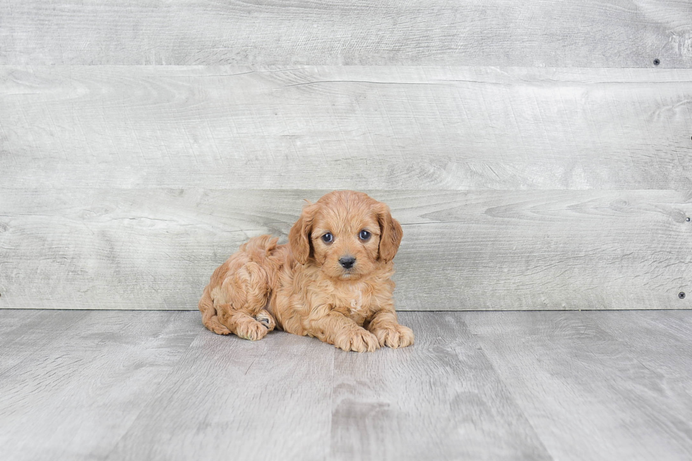 Cavapoo Pup Being Cute