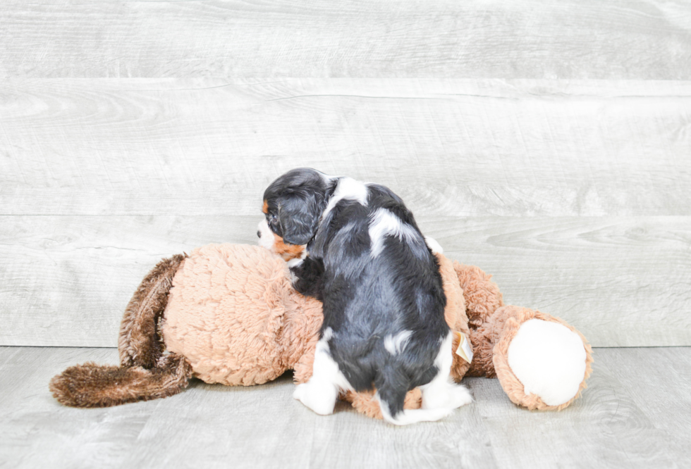 Happy Cavalier King Charles Spaniel Purebred Puppy