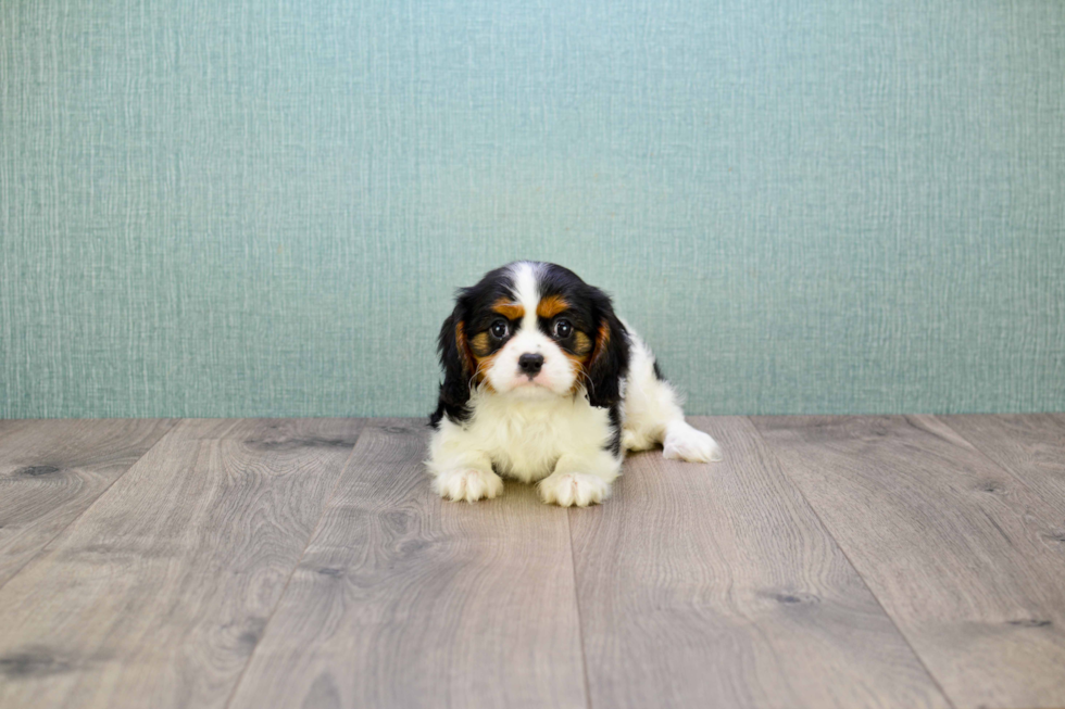 Cute Cavalier King Charles Spaniel Purebred Puppy