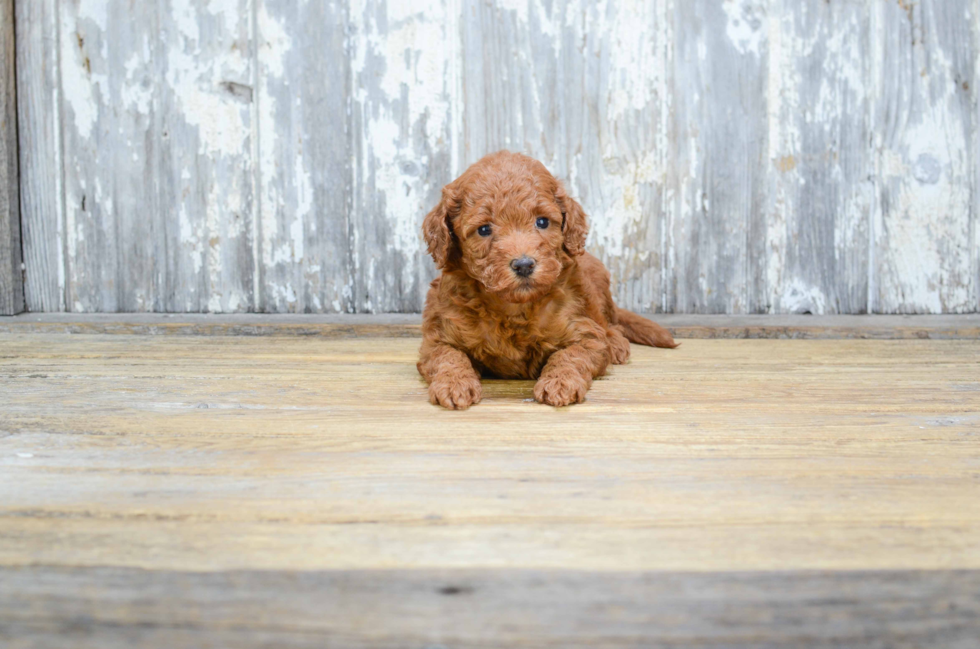 Mini Goldendoodle Pup Being Cute