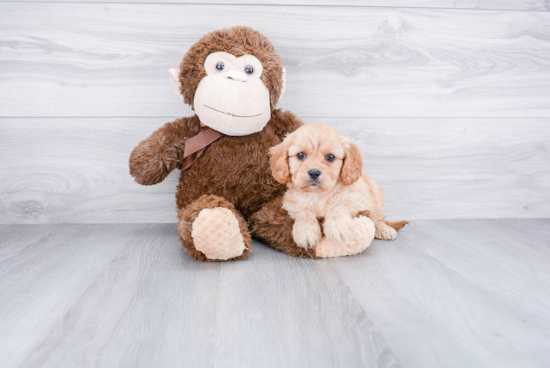 Cavapoo Pup Being Cute