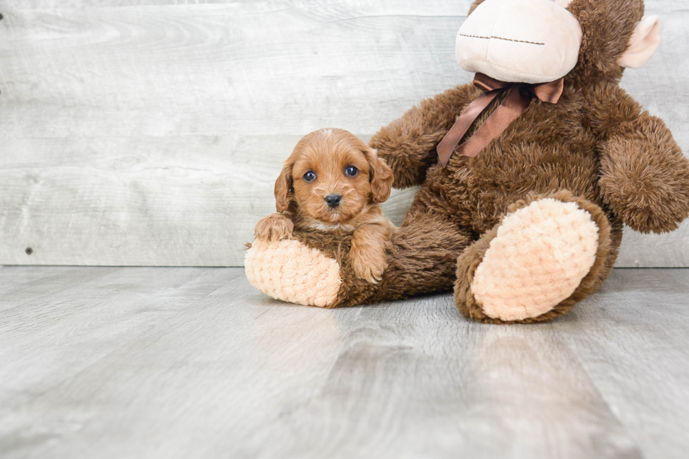 Small Cavapoo Baby