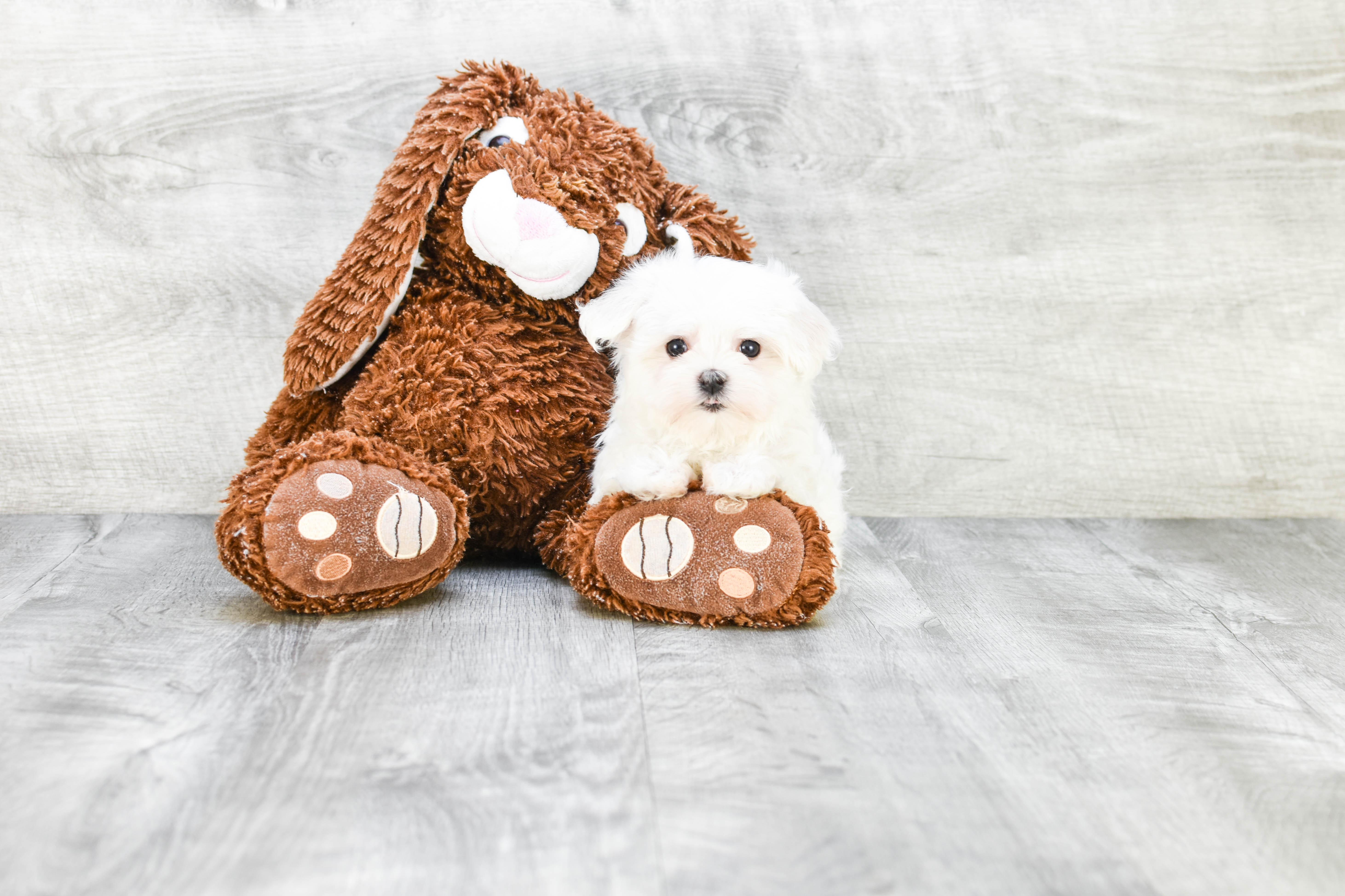 Best Maltese Baby