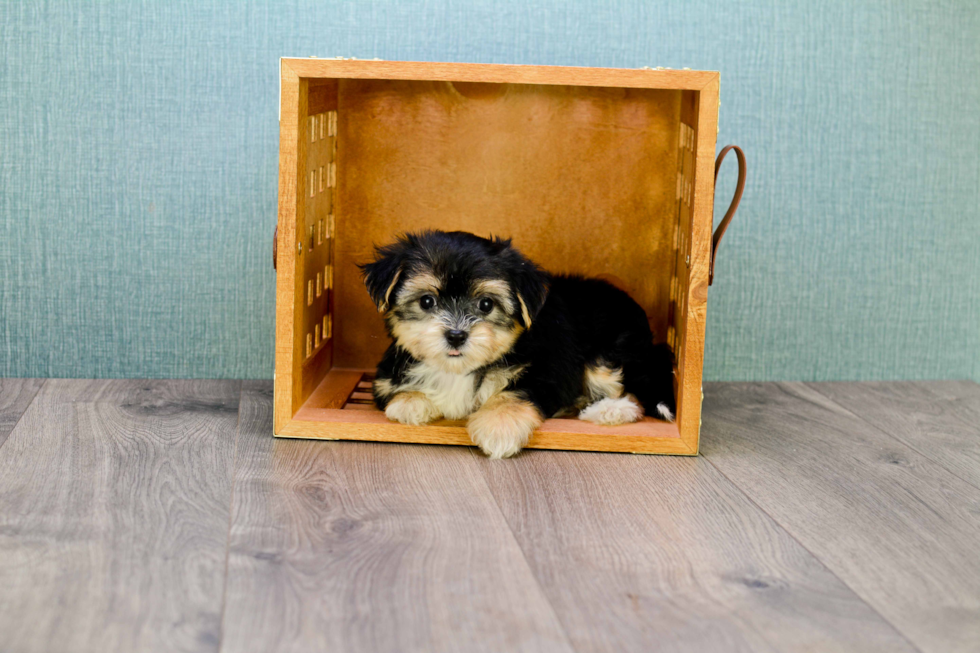 Little Yorkie Designer Puppy