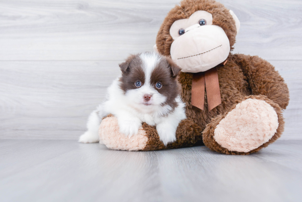 Sweet Pomeranian Purebred Puppy