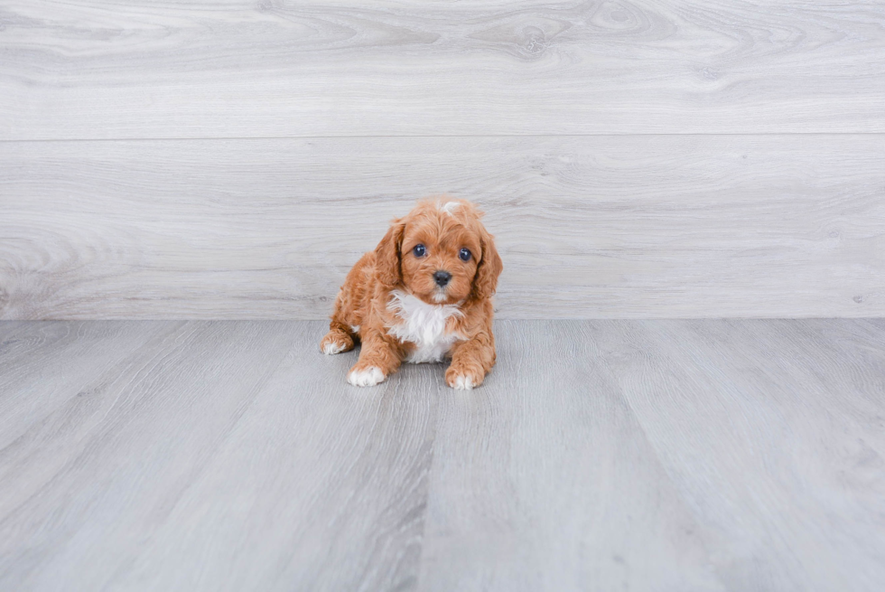 Smart Cavapoo Poodle Mix Pup