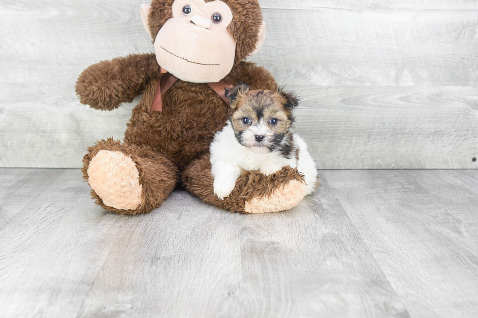 Funny Havanese Purebred Pup