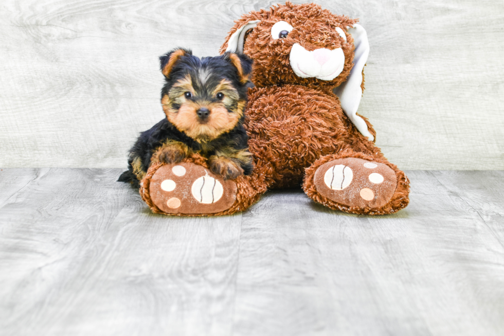 Meet Izzie - our Yorkshire Terrier Puppy Photo 