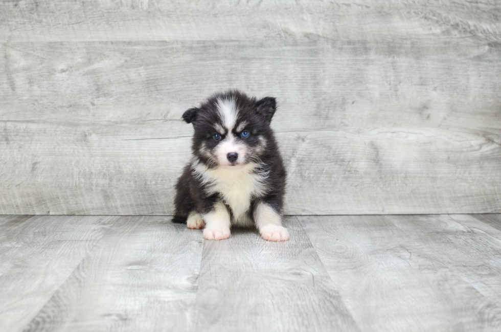 Best Pomsky Baby