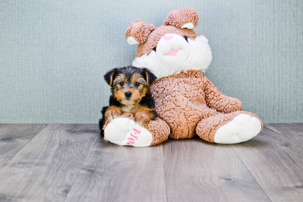 Meet Bronze - our Yorkshire Terrier Puppy Photo 