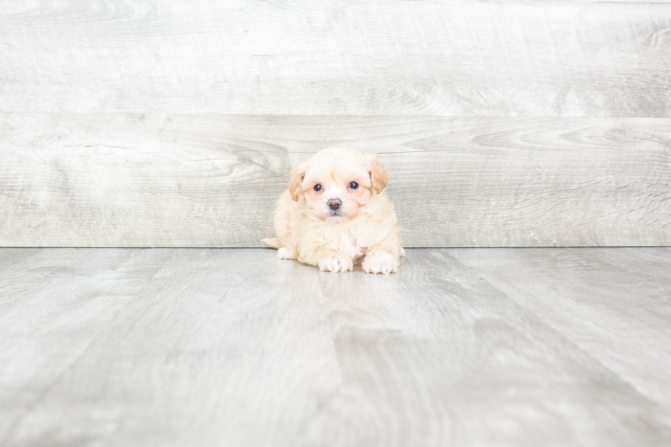 Best Maltipoo Baby