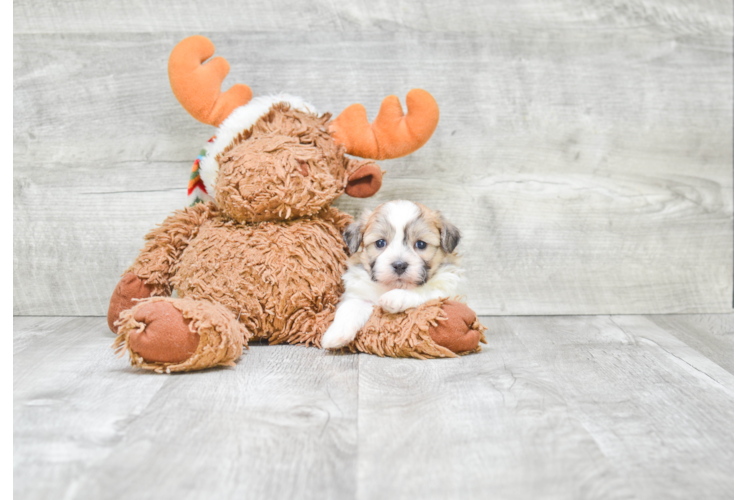 Popular Teddy Bear Designer Pup