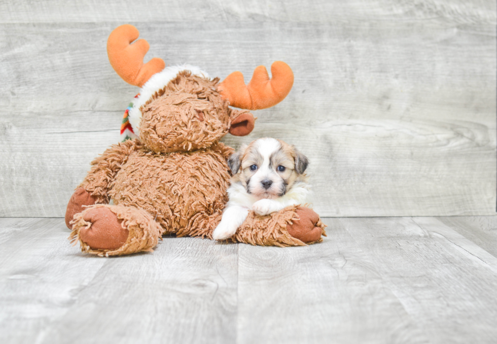 Popular Teddy Bear Designer Pup