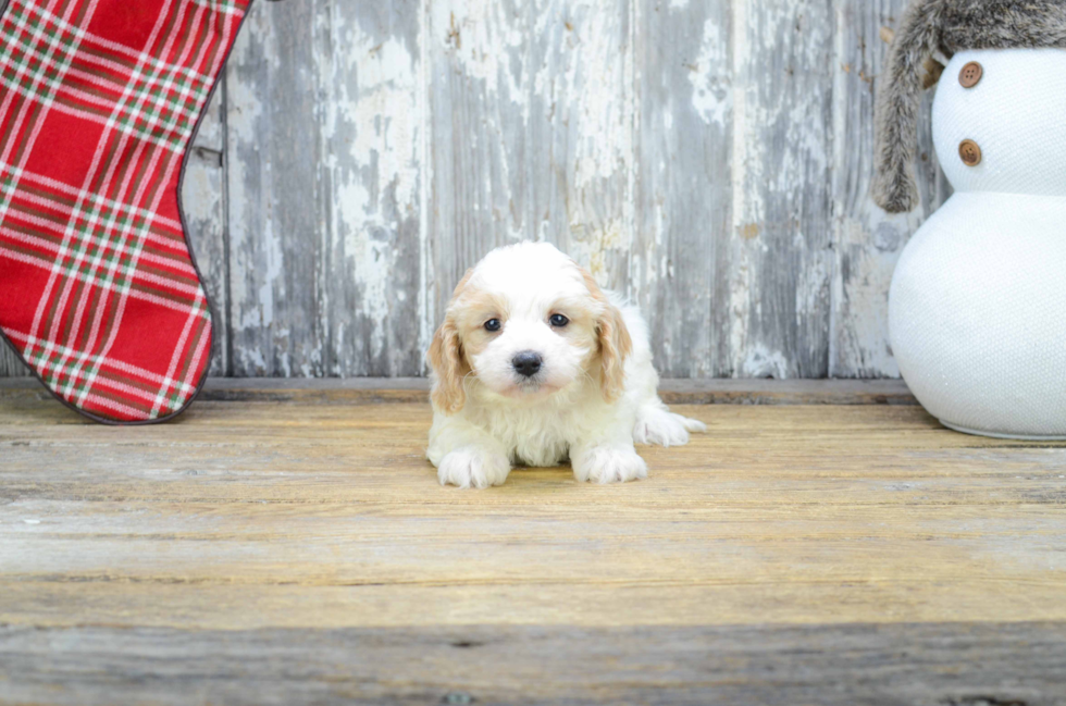 Cavapoo Puppy for Adoption