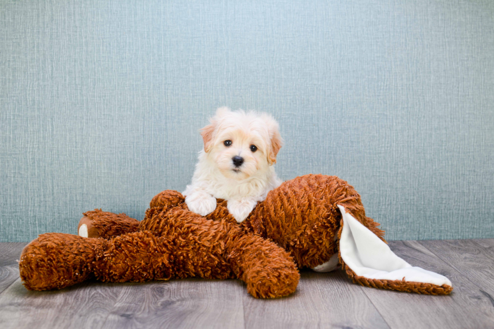 Best Maltipoo Baby