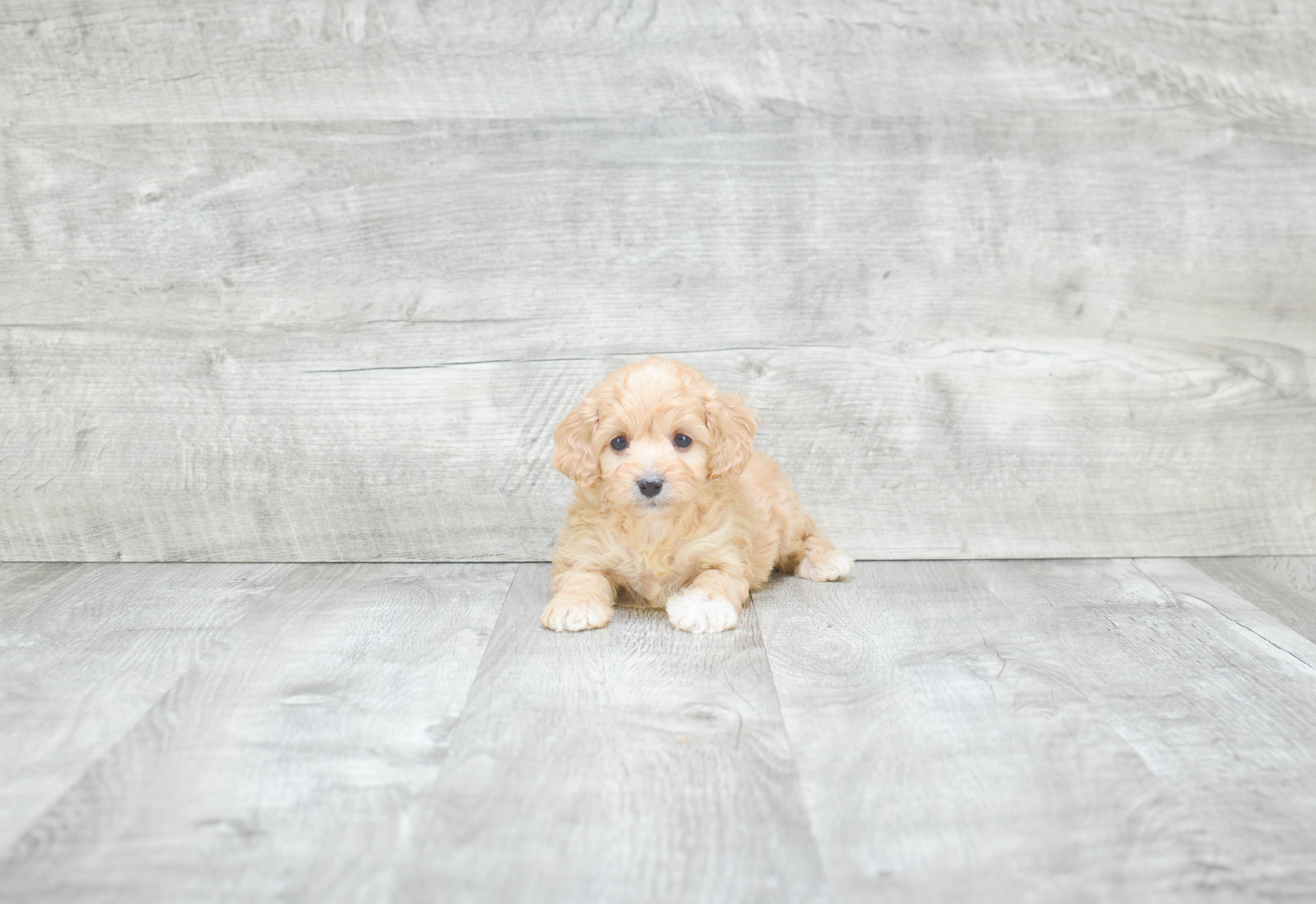 Best Cavapoo Baby