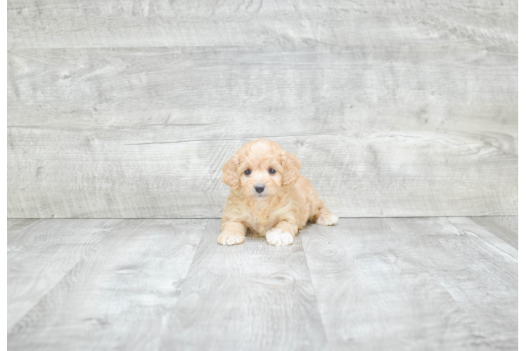 Best Cavapoo Baby