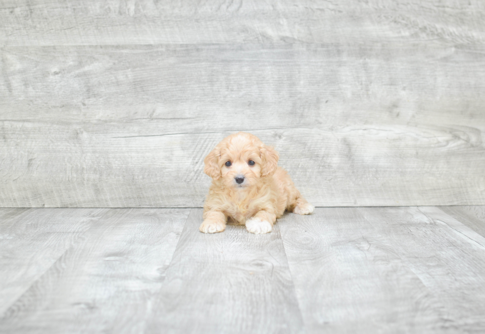 Best Cavapoo Baby