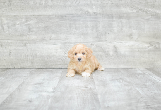 Best Cavapoo Baby