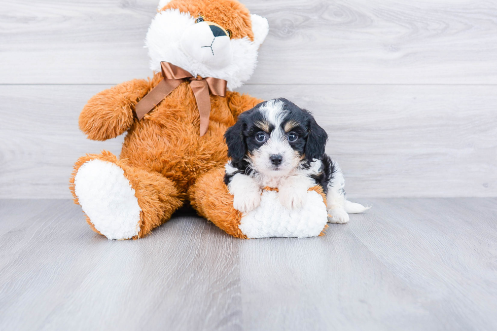 Popular Cavachon Designer Pup