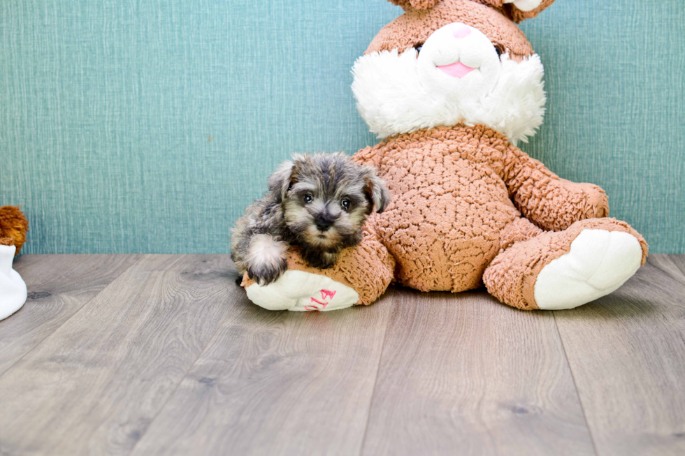 Mini Schnauzer Pup Being Cute